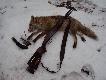 Pierwsze wyj�cie z predatorem
