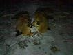 wabiki zaczyna dzia�a� :) 4 i 5 