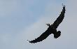 A podobno pterodaktyle wygin�y