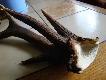 Znalezisko kolegi r�a do�� spora jest wi�c nie by� m�ody.
