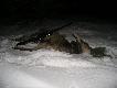 Ciele jelenia pozyskane w Puszczy Noteckiej(czyt.Wielkopolska). Darz B�r LEON