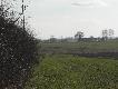 Apis pracuje a w tle obserwatorki po lewej stronie krzak�w sta� ca�y rudel saren niestety nie mia�em jak zrobi� zdjecia