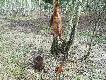 Pierwszy lisek Greya wyp�dzony z nory.