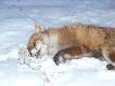Polowanie w zim� na wab to jest to....