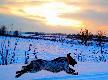 Ponad ziemi�. Zimowy zmierzchowy bieg. Wy�e� niemiecki d�ugow�osy Jika Lanferove Polia