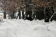Locha prowadz�ca pi�� warchlus�w (poprzednie zdj�cie)