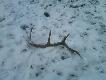 20.02.2011
dwunastak znaleziony przy karmisku:)
obw�d r�y 25 cm