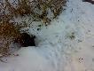 Jedno z sze�ciu okien kt�re zlokalizowa�em,w ok� wej�� nie zliczone �wierze tropy lis�w.