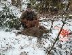 M�j dzik i wspania�e posokowce Kolegi Micha�a, DB