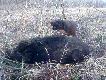 Dzik Kol. Grze�ka. Strzelany oko�o godz. 22, nie znaleziony w nocy. Grzesiek szed� po farbie 300 m, podni�s� rannego dzika, wtedy odczeka� godzin� i jeszcze przez 200 m szuka� postrza�ka, do p�ki nie zgubi� tropu. Poszukiwania rozpocz�li�my o 10 rano, od miejsca gdzie sko�czy� Grzesiek. Praca �atwa, kr�tka i przyjemna, dzik zaleg� po 300 m od miejsca w kt�rym zacz�li�my szuka� (800 m od zestrza�u). Na samym ko�cu przeszed� przez szeroki r�w, za nim zgas�. Strza� niziutko na mi�kkie. Wena r�w przeskoczy�a i zacz�a g�osi�. S�ucha�em jej grania przez d�ugi czas, zanim znalaz�em dosy� oddalone miejsce, w kt�rym mog�em bezpiecznie przej�� przez wod�. Co to by�a za  <a href="http://www.youtube.com/watch?v=aFX5D-3VFYk" target=_blank>muzyka</a>! Oby wi�cej takich koncert�w!
