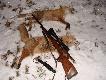 Pierwsze efekty mojej przygody z PREDATOREM ; niestety trzeci uszed� po pudle :-(