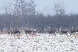 25.02.2011r 
w sumie by�o 15 samych byk�w
super widoczek na 80 m