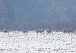 25.02.2011r 
w sumie by�o 15 samych byk�w
super widoczek na 80 m