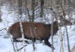 Niewyra�ne zdj�cie, bo by� za blisko i za szybko sadzi�, a pochmurny, ciemny dzie� by�... Odl. ok 15 metr�w... Darz B�r!