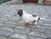....aport skrzyd�a z �yski....6 tygodniowego wachtelka....