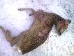 psia natura
Robota waesajcych si wiejskich ,,burkw" . To ju 9 sztuka w minionym sezonie. W planie mamy 6 kz do odstrzau. Zgroza...