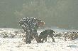 Pierwszy ba�ant Foresta!