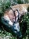 Czas pomy�le� o rogaczach :-) 
Ubieg�y sezon obfitowa� w r�ne formy parosatk�w. Co przyniesie bie��cy sezon? 
