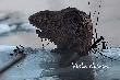 Drzewa wycina i ma swoj� prywatn� polityk�. B�br wie, �e jest chroniony prawem, pewny siebie chadza, i robi ......co chce. W�dkarze czasem wlatuj� w jego korytarze, gdzie patyki na sztorc, - nie pozwalaj� uwolni� si�.  Pozdrawiam 