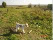 C�rka z poprzedniego miotu