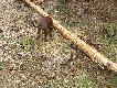 Gaja sprawdza tropy i �lady...