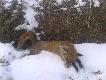 troche mu sie przysne�o