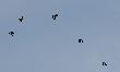 No to ju� chyba nieodwo�alnie wiosna. Nawet skowronki widzia�em i s�ysza�em.
05.03.2011