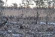 6.03.2011.Cz�� chmary �a�,cielak�w i szpicak�w z ponad 100sztuk.To co zobaczy�em dzi� na oczy sam nie mog�em w to uwierzy� co� pi�knego.