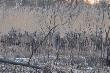 6.03.2011.Cz�� chmary �a�,cielak�w i szpicak�w z ponad 100sztuk.To co zobaczy�em dzi� na oczy sam nie mog�em w to uwierzy� co� pi�knego.