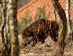 Szczyt bezczelno�ci :-) O godzinie 10.20 buchtowa�a wataszka dziczk�w 20 m od budynku, w kt�rym za p�otem biegaj� trzy psy, kt�re tylko czekaj� a� zapadnie zmrok, by da� dyla pod siatk�, celem przetrzepania okolicznych m�odnik�w.
