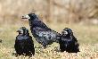 Niekt�rzy m�wi�, �e to SS-many. Taka ludowa nazwa.