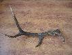 Ten sam 10-tak.Pot�na widlica,obwody medalowego byka cho� jest to byk ok.4-5 letni.Dolny obw�d 15 cm,g�rny 13 cm.