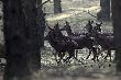 To miesi�c marzec, zobaczy� jelenia to ju� zakrwa na cud. One jeszcze nie zapomnia�y.