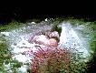 Po 32 lisie uda�o mi si� strzeli� warchlaka troch� wi�kszy od Filipa, kt�ry dochodzi� go w �wierkach przez 400m.