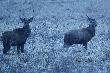Dzi� spotka�am te byki. Jestem pewna, �e czeka je naturalny koniec �ywota  ;-))..... To jest nocne zdj�cie. 