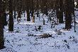10.03.2011 Chodzi�em za zrzutami i us�ysza�em szczekanie 2 ps�w w lesie 500m od miejsca gdzie spacerowa�em, pobieg�em zobaczy� czy morze jakiej byki nie pobieg�y... patrze a tu du�y pies stoi nad sarn�,pogoni�em go ale sarenka ju� zaduszna,by�a...;(
