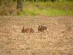 Parkoty pe�n� par�.