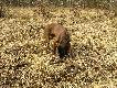 15 marca 2011 r. Z Gaj� znale�li�my �adnego dziesi�taka.