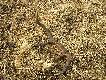 W ca�ej okaza�o�ci.15 marca 2011 r. - w 15-lecie jak znalaz�em pierwszego zrzuta jelenia byka...
