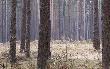 chodz�c za zrzutami napotka�em pi�kne stado... prowadz�cy bez poro�a patrz�c po wielko�� to od tego byka mamy z bratem t� pi�kn� par� 16-staka niereg.