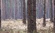  Byk na tyle z pot�nym poro�em s�ynny 18-stak w naszym regionie widziany przez  znajomych i my�liwych!