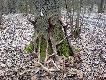 Dzisiejsze ,,zrzutobranie,,   Po za�adowaniu dziczka ojca postanowili�my sprawdzi� pole gdzie w nocy �erowa�a chmara jeleni . I tak podnios�em z moim pieskiem dzisiaj pierwszego zrzuta 10taka kor. Chwilka p�niej tato znalaz� drug� tyk� -par� . Podszed�em do ojca pogratulowa�em mu i odda�em swojego zrzuta. �e mielismy chwilke czasu, poszli�my w r�ne strony . Nast�pnym zrzutem by� 10 taczek widliczny . Zadowolony uderzy�em dalej w chodz�c do lasu z�apa�em �cie�k� i naszed�em nast�pnego zrzuta . Mocny �smak z ma�ym cyckiem 2,680kg. Dzwonie do ojca i mowi� �e znalaz�em zrzut byka ,ktorego mam komplet z ubieg�ego roku- przyje�d�aj . Telefon odk�adam rozgl�dam si� a na drugiej �cie�ce le�y drugi zrzut . Forma 12 staka z ma�a widlic� na widlicy 2,775 kg Podbiegam i nie wierz� w�asnym oczom-komplet czy nie komplet ? I tak si� sta�o �e mam dwie pary zrzut�w tego samego BYKA . Tatko przyjecha� i nie wierzy� w�asnym oczom . Zrzuty powedrowa�y do auta ,a my na dalsze szukanie .Tym razem szcz�liwcem by� tato ,znalaz� 14 staka .D.B. 