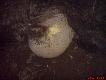 ...no w�a�nie takie co� mia� z zanikiem g��wnego narz�du p�ciowego cho� j�dra nie zmniejszone. to "co�" by�o mi�kkie wodniste.