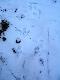 tropy g�uszca i lisa
