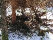 �wie�o za�cielone