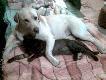A to drugi m�j pies...labrador Maks i jego koci przyjaciel Czarny Gapcio ;)