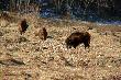Idealnie na komorowy strza� :-)