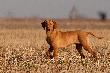 Hanza - troch� wyszczupla�a, wybiega�a