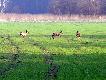 takie sobie foto przysz�o majowych koz��w