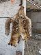 Wynik popo�udniowego wyj�cia z wabikiem.